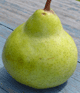 Pear body shape